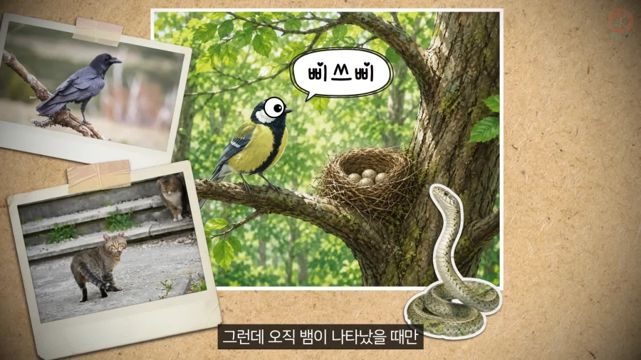 20년 동안 박새의 '언어'와 '문법'을 증명한 과학자_7.webp