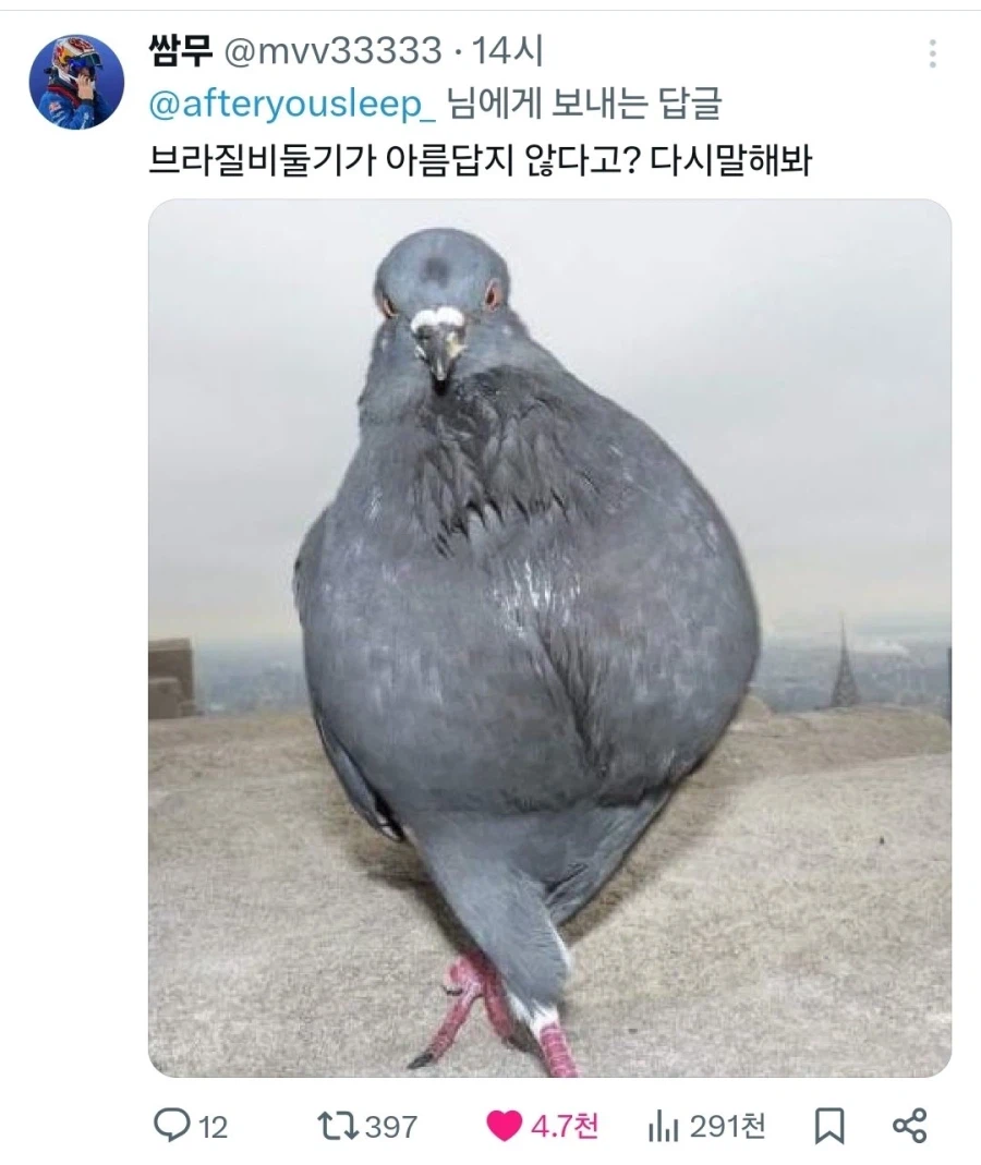 비둘기로 비유하는 지금 한중일 트위터 유저들이 신경 곤두선 이유_2.webp