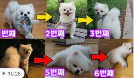 산책 6번 나갔다 온 강아지의 표정 변화.JPG_1.webp